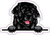 Newfoundland Vinyl Decal - Dog Breed Bumper Sticker