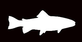 WickedGoodz White Trout Refrigerator Magnet - Bumper Magnet Fly Fishing Gift-WickedGoodz