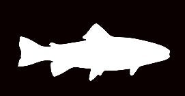 WickedGoodz White Trout Vinyl Decal - Fishing Bumper Sticker - Perfect Angler Fly Fishing Gift-WickedGoodz